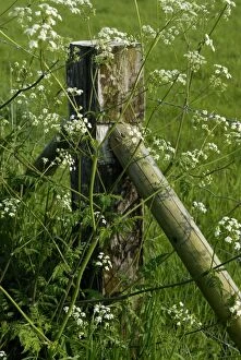 Images Dated 10th January 2007: Cow Parsley - This is a typical example of fence and post used to control sheep movement on Romney