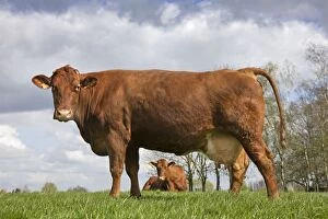 Cow - Red beef / West-Vlaams rood rund