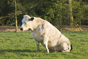 Images Dated 18th April 2007: Cow - sleeping in the meadow on her backside