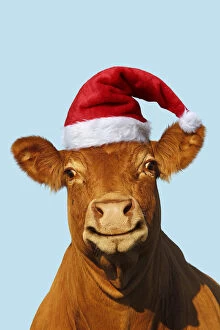Cow, smiling wearing Christmas hat