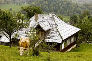Village Life Prints: Cow and snowy house in Magura village, Piatra Craiulu mountains, Romania