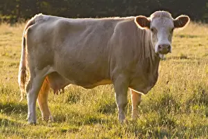 Backlit Prints: Cow standing in field, UK