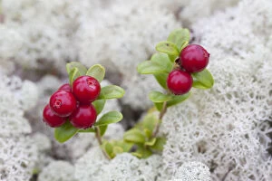 Cowberry, Foxberry, Bog Cranberry - plant with