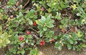 Cowberry ROG 9656 In fruit Vaccinium vitis idaea © Bob Gibbons / ARDEA LONDON