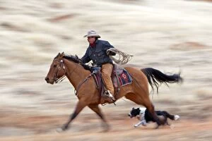 6 Gallery: Cowboy - riding on Quarter Horse with Border Collie