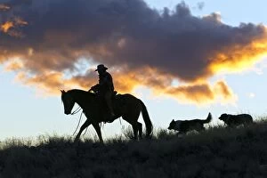 Behind Gallery: Cowboy - silhouette of cowboy riding on Quarter
