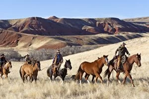 Riding Gallery: Cowboys - riding on Quarter Horses