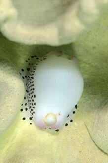 Images Dated 25th February 2019: Cowrie - on coral - Tasi Tolu dive site, Dili, East Timor (Timor Leste) Date: 25-Feb-19