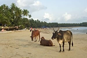 Images Dated 6th October 2009: Cows on beach