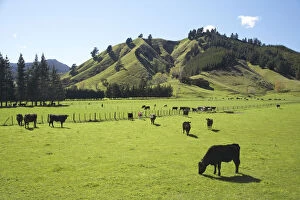 Cows and Farmland near Okaramio, Marlborough