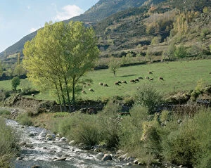 Cows grazing in a meadow. Benasque. Huesca