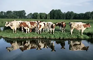Farm Animal Prints: Cows - herd in meadow on edge of water