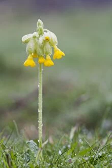 Images Dated 15th April 2007: Cowslip