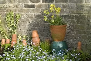 Cowslip in Pot and Forget-Me-Nots and clay pots against garden wall