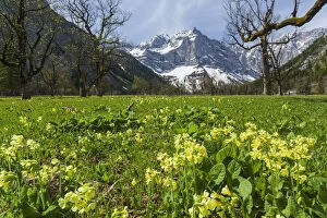 Botany Gallery: Cowslip (primula Veris) in Eng valley, Karwendel