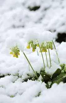Cowslip Prints: Cowslips - in snow