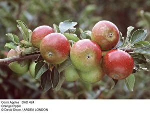 Apples Gallery: Cox's Apples