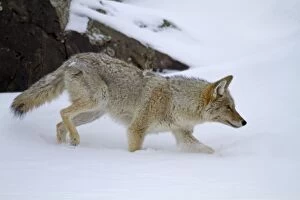 Images Dated 8th February 2011: Coyote