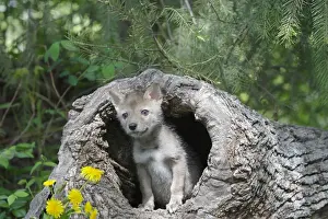 Coyote - 5 week old baby. Montana - USA