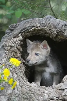 Coyote - 5 week old baby. Montana - USA