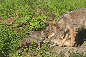 Coyote - Adult with 5 week old baby. Montana - USA