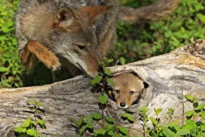 Coyote - Adult with 5 week old baby. Montana - USA