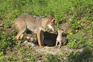 Coyote - Adult with 5 week old baby. Montana - USA
