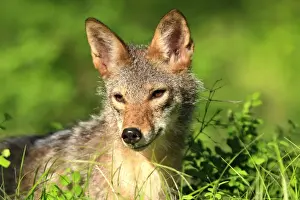 Coyotes Prints: Coyote - Adult. Montana - USA