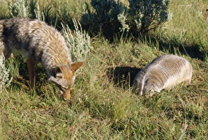Coyote - & American Badger (Taxidea taxus) co-hunting prey in burrow holes