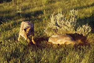 Coyote - & American Badger (Taxidea taxus) co-hunting prey in burrow holes