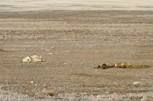 Coyote and American Badger (Taxidea taxus) hunting Black-tailed Prairie Dogs (Cynomys ludovicianus) together in prairie dog colony - Summer - Badlands National Park - Great Plains - South Dakota - USA _E7A2210