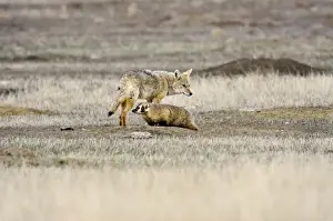 Coyote and American Badger (Taxidea taxus) hunting Black-tailed Prairie Dogs (Cynomys ludovicianus) together in prairie dog colony - Summer - Badlands National Park - Great Plains - South Dakota - USA _E7A2020