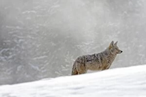 Images Dated 7th March 2009: Coyote / American Jackal / Brush / Prairie Wolf - in snow