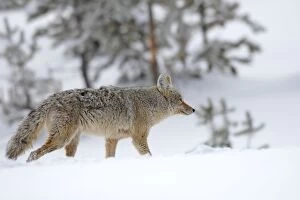 Coyote / American Jackal / Brush / Prairie Wolf - in snow