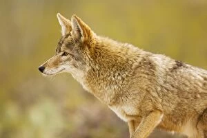 Images Dated 17th December 2008: Coyote - Arizona - USA