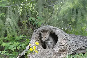 Sheltering Prints: Coyote - Baby 5 weeks old - Montana - United States