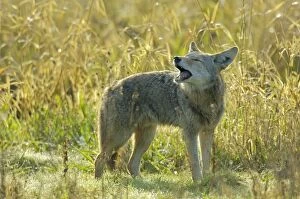 Coyote - barking or yapping (different than howling)