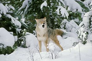 Coyote - barking and yipping, in fresh winter snow