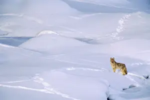 Coyotes Prints: Coyote - checking out other animal tracks on frozen river bed. Western U. S. A
