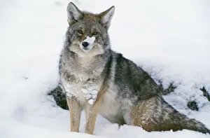 Coyotes Prints: Coyote CK 3023 Canis latrans © Chris Knights / ardea. com