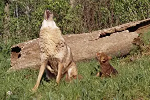 Howling Prints: Coyote CLA 555 Mother & pup Howling Canis latrans © Mary Clay / ardea. com