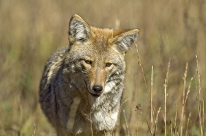 Images Dated 27th September 2007: Coyote Close up of head from front Yellowstone NP. USA