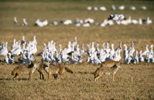 Coyotes Prints: Coyote COS 352 Pack with Snow Geese