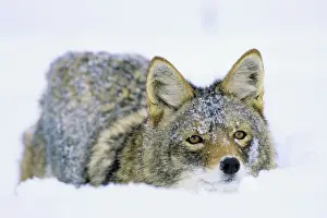 Coyotes Prints: Coyote - in deep snow, winter. Western U. S. A
