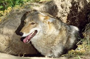 Images Dated 30th April 2010: Coyote - at den - Northeastern USA