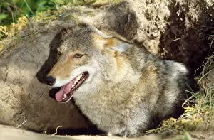 Emerging Prints: Coyote - at den - Northeastern USA