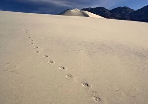 Coyote Footprints - on sand dunes