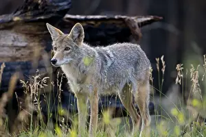Coyote - Grand Canyon National Park - USA