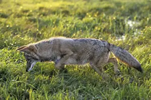 Coyotes Prints: Coyote - listening intently for vole in grass. MC319