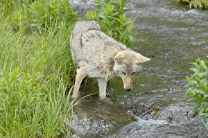 Coyote - looking for spawning cutthroat trout in small stream Coyote - looking for spawning cutthroat trout in small stream